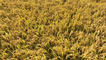 The drone captures the golden hues of ripening rice plants, symbolizing the final stages of the growing process, where crops are nearing harvest.
