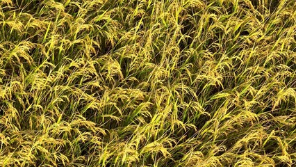 The drone captures the golden ripening rice, symbolizing a successful harvest season as the plants bend under the weight of their grains, ready for collection.
