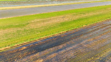 A drone aerial view showcases several meticulously cultivated rows of farmland, with varying stages...