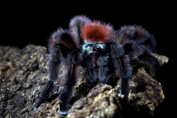 Caribena Versicolor Aka Antilles Pinktoe