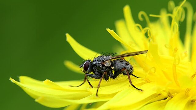 fly on a yellow flower, macro view