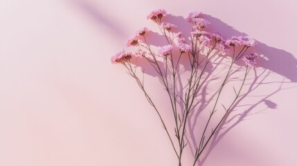 Elegant bouquet of purple and pink daisies with soft shadows on a lavender background,