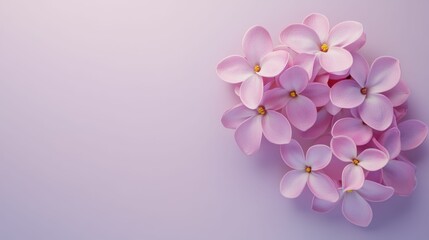 pink magnolia flowers