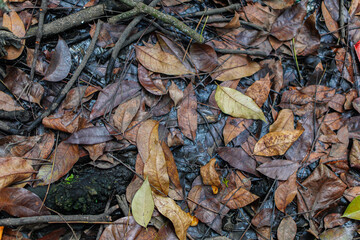 Overhead shot showcases a textured ground covered with fallen leaves in autumn hues and twigs. The damp earth gives a sense of woodland decay and renewal, ideal for backgrounds or textures.