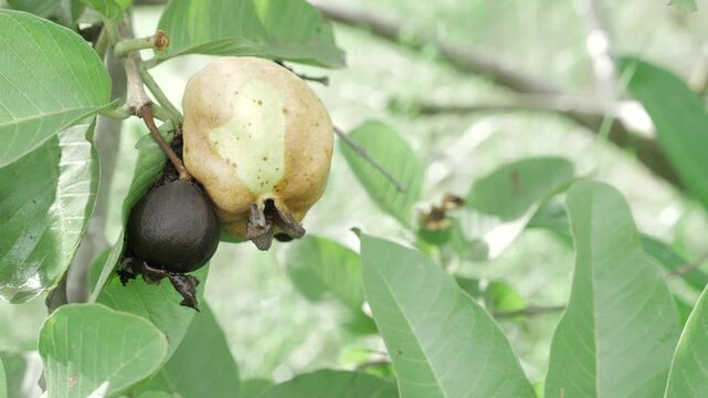  Natures bounty in the making  A guava trees promise of sweet delight