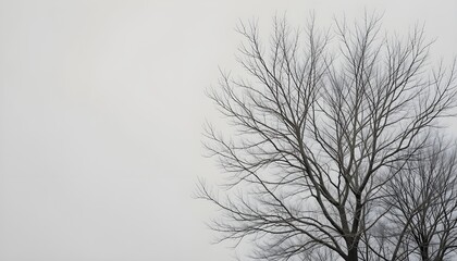 Bare Tree Branches on Pale White Background for Minimal and Elegant Nature Design