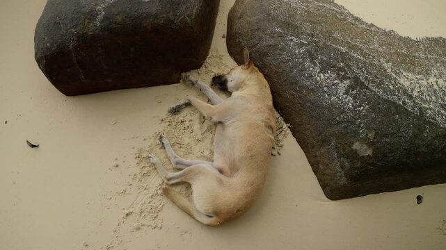 A Peaceful Moment: A Dog Resting Comfortably Between Two Large Rocks on a Sandy Beach