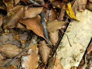 落葉と地面を這うミミズ