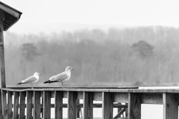 seagull on the pier