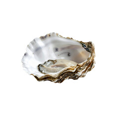 Fresh pacific oyster shell close up studio shot raw on transparent background