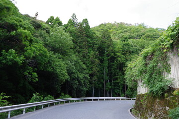 森の山道