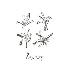 Hand drawn whimsical rosemary sprigs in natural line art style with playful flow and handwritten herb name