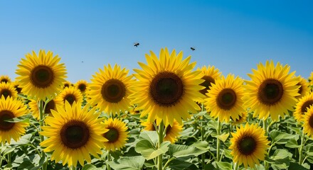 Obraz premium Bright yellow sunflowers in full bloom under a blue sky. 