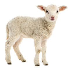 Fototapeta premium Soft baby lamb with innocent eyes isolated on a transparent background
