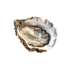 Naklejka premium Fresh pacific oyster shell close up seafood image raw on transparent background