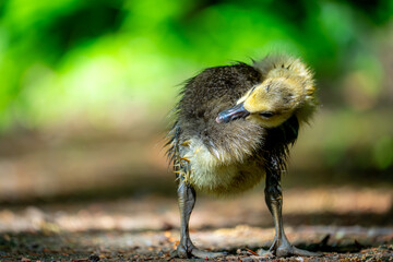 Direkt am ruhigen Ufer zeigt sich dieses junge Gänseküken in einem ganz besonderen Moment: Es putzt hingebungsvoll sein Gefieder.