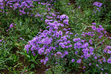 Obraz premium A vibrant display of purple Margaret flowers in full bloom, creating a beautiful natural scene. The lush greenery complements the vivid floral colors, perfect for backgrounds and designs.