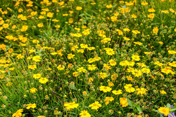 A vibrant carpet of golden blooms dances in the sunlight, creating a cheerful and inviting scene perfect for spring designs. The wildflowers present a field of floral delight.