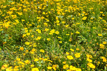 Obraz premium A vibrant meadow filled with bright yellow coreopsis flowers in full bloom, creating a cheerful and picturesque natural scene, perfect for conveying summer warmth and beauty in nature photography.
