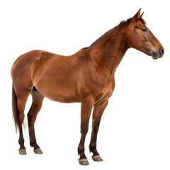 Obraz premium Elegant brown horse standing proudly isolated on a transparent background