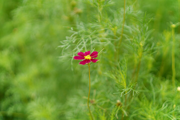 A vibrant magenta flower stands tall amidst a dreamy, blurred green background, radiating natural beauty and capturing a sense of tranquility and organic freshness. Perfect for a serene aesthetic.