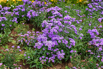 A beautiful display of purple aster flowers blooming in abundance, creating a vibrant floral carpet that adds natural charm to any visual project, ideal for garden themes and background.