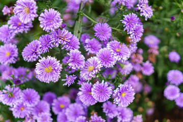 A vibrant cluster of purple aster flowers, densely packed with delicate petals and bright yellow...