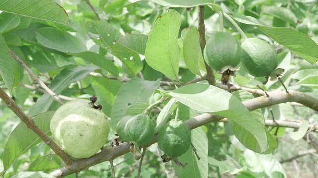  Natures bounty  A tree laden with fresh guavas