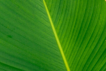Macro photograph of banana leaf highlighting symmetrical vein structure and layered green hues, perfect for organic design concepts and botanical-themed content.