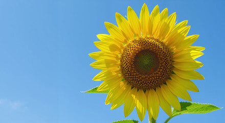 Naklejka premium Bright yellow sunflower against clear blue sky background. Vibrant summer bloom symbolizing happiness and warmth. Connection to nature and seasonal outdoor activities
