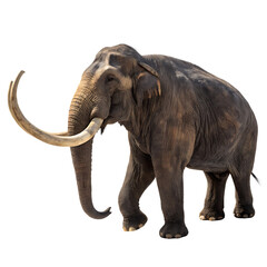 Obraz premium Ancient Mastodon with large tusks model isolated on a transparent background