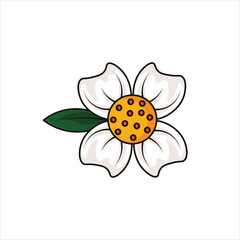 Mesua Ferra Flower Colored  Illustration