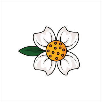 Mesua Ferra Flower Colored  Illustration