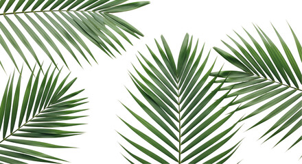 palm tree leaves