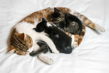 A cat feeds milk to her little kittens. Cat with kittens.