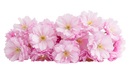 pink carnation flowers