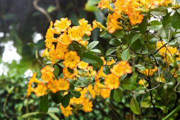Orange Rhododendron zoelleri blossoms in tropical garden setting, exotic flowers from the Ericaceae family, vibrant and decorative plant in nature.