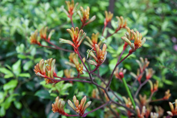 Bright Anigozanthos flavidus kangaroo paw with vivid orange green red flowers. Evergreen Kangaroo Paw plant in Singapore tropical gardens.