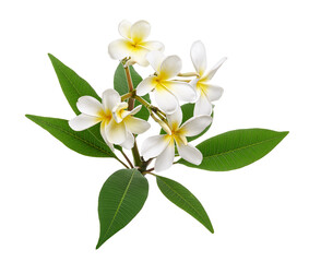White Plumeria flowers (Frangipani), Fragrant white flower blooming on branch, isolated on white background, with clipping path 
