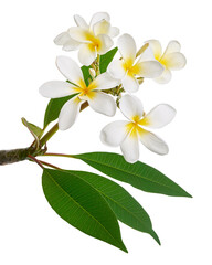 Fototapeta premium White Plumeria flowers (Frangipani), Fragrant white flower blooming on branch, isolated on white background, with clipping path 