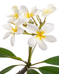 White Plumeria flowers (Frangipani), Fragrant white flower blooming on branch, isolated on white background, with clipping path 