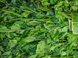 Fototapeta premium A vibrant display of freshly harvested green ferns bundled together, showcasing their natural texture and color, perfect for illustrating organic and healthy food concepts and culinary uses.
