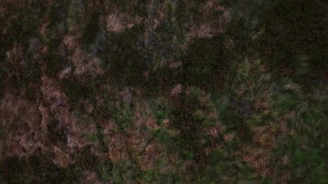 Bragan, County Monaghan, Ireland, September 2022. Drone tracking right across bog wetland shrubs with peatland water features appearing around ponds.