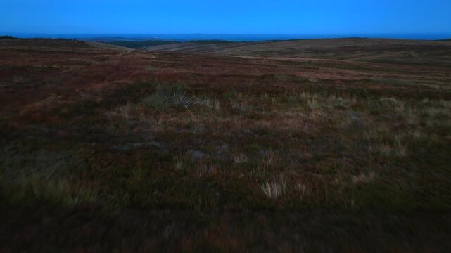 Bragan, County Monaghan, Ireland, September 2022. Drone low aerial approach over bog wetlands and tall grass shrubs under blue hour sky, panoramic natural backdrop of landscape.
