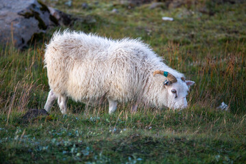 Icelandic sheep feeding on grass in the highlands mountains in the morning iceland
