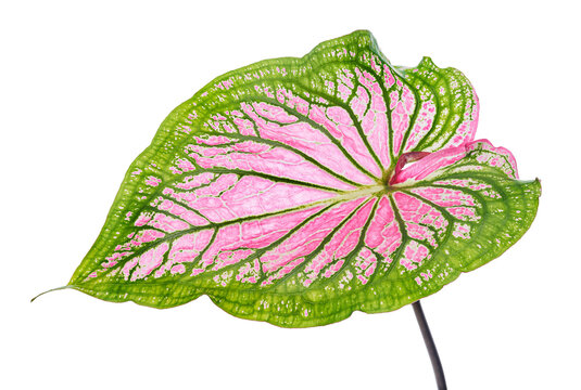 Caladium bicolor with pink leaf and green veins, Pink Caladium foliage isolated on white background, with clipping path