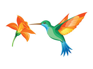 Obraz premium Hummingbird and orange lily flower isolated on white background 