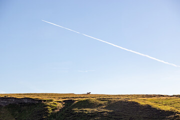 airplane in the sky HORSE ON LAND 