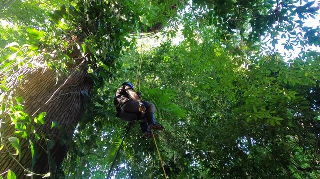 Rapelling down from a jungle treehouse, Manzanillo, Costa Rica
