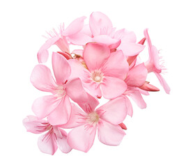 Nerium oleander, Pink oleander flowers isolated on white background with clipping path 